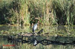 Reiger.